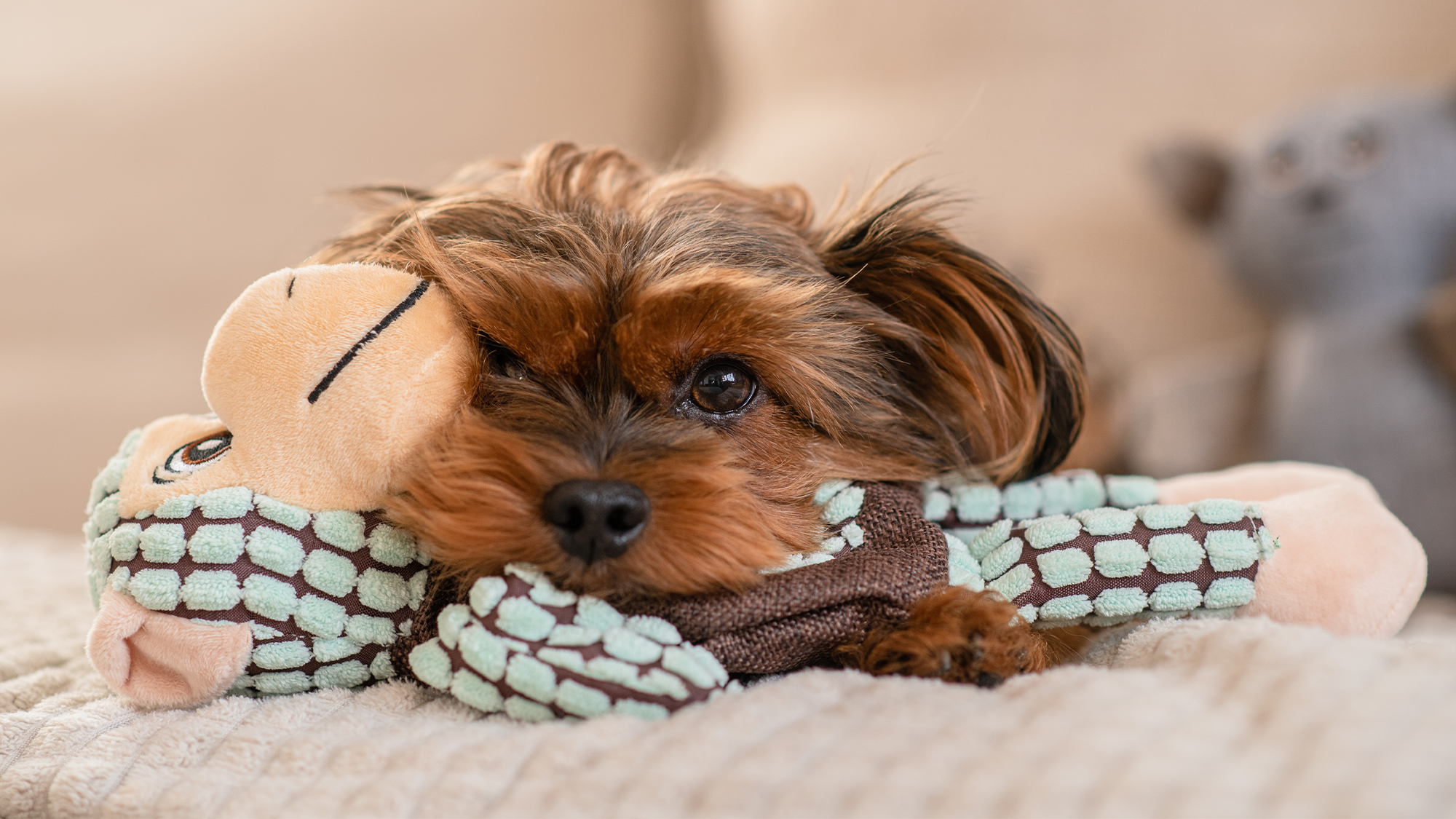 Dogs really can be addicted to their toys